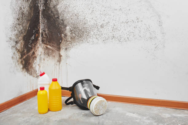 Best DIY Mold Remediation Support Services in Spring Arbor, MI