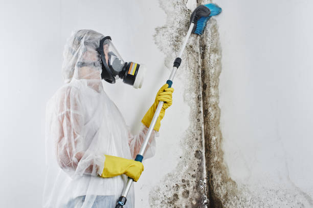 Best DIY Mold Remediation Support Services in Spring Arbor, MI