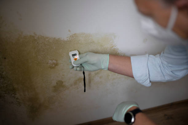 Best Industrial Mold Remediation in Spring Arbor, MI