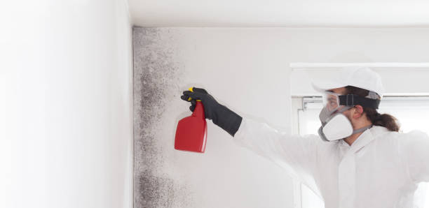 Best Bathroom Mold Remediation in Spring Arbor, MI