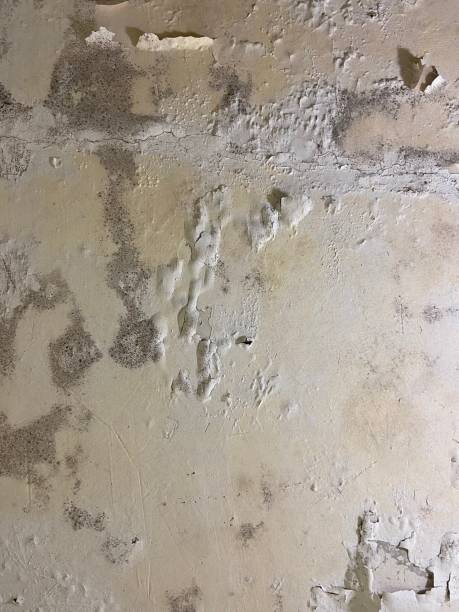 Best Residential Mold Remediation in Spring Arbor, MI