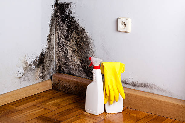 Best Mold Testing and Inspection Services in Spring Arbor, MI