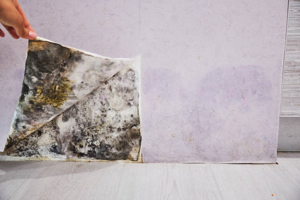 Professional Mold Remediation in Spring Arbor, MI